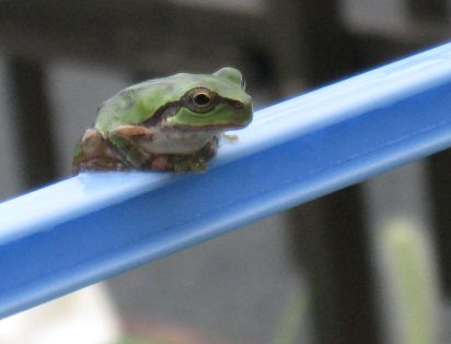 アマガエル 福岡市 アムプラン
