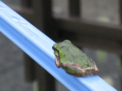 アマガエル 福岡市 アムプラン