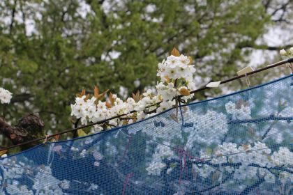 大分県日田市 梨農園 ひた鳥居原農園 梨の花