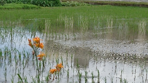 福岡 田んぼのある風景