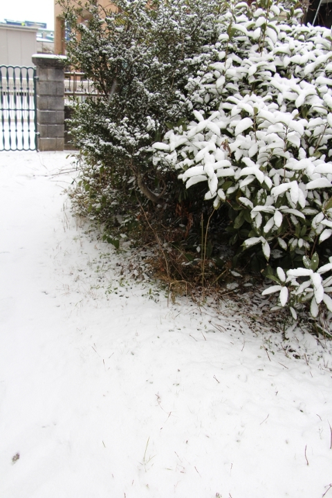 福岡市 雪